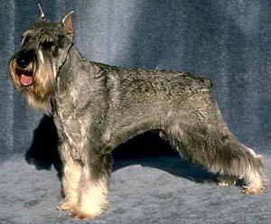 A dog image from https://images.dog.ceo/breeds/schnauzer/n02097209_2555.jpg