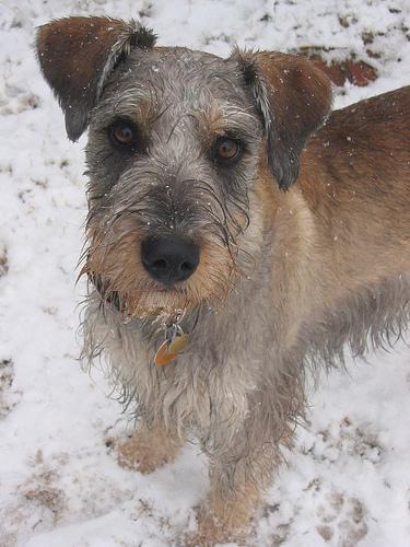 A dog image from https://images.dog.ceo/breeds/schnauzer/n02097209_2629.jpg