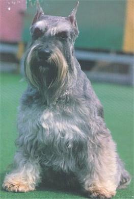 A dog image from https://images.dog.ceo/breeds/schnauzer/n02097209_2684.jpg