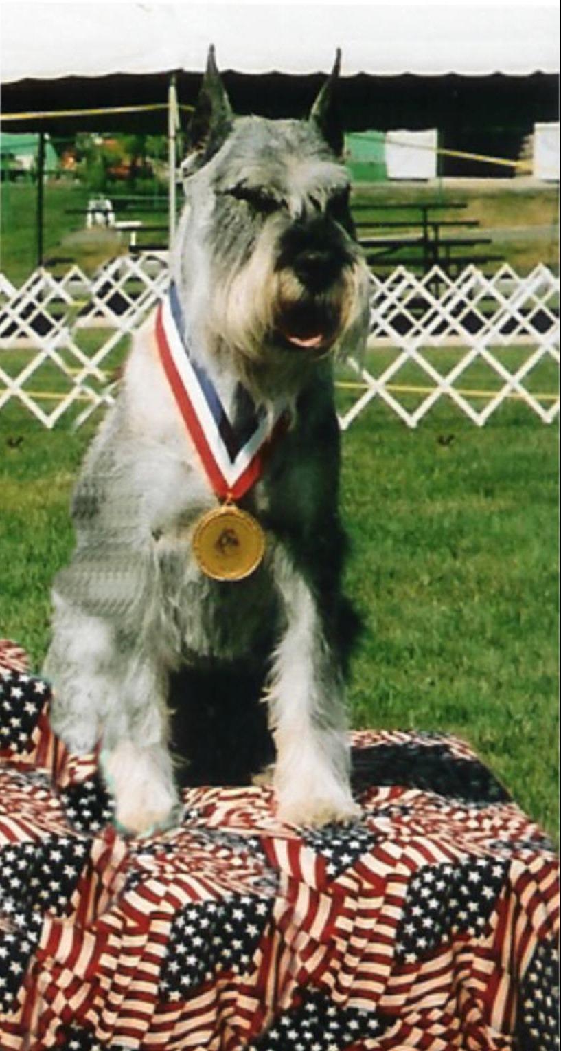 A dog image from https://images.dog.ceo/breeds/schnauzer/n02097209_2714.jpg