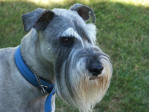 A dog image from https://images.dog.ceo/breeds/schnauzer/n02097209_2722.jpg