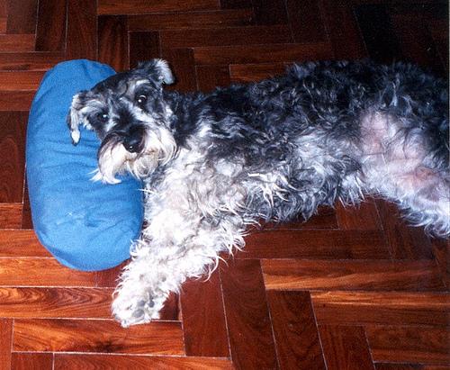 A dog image from https://images.dog.ceo/breeds/schnauzer/n02097209_2793.jpg