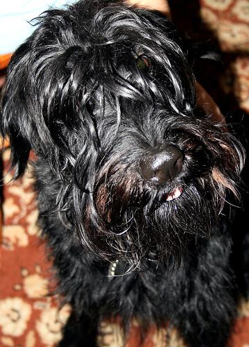 A dog image from https://images.dog.ceo/breeds/schnauzer/n02097209_2810.jpg