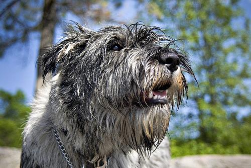 A dog image from https://images.dog.ceo/breeds/schnauzer/n02097209_2813.jpg