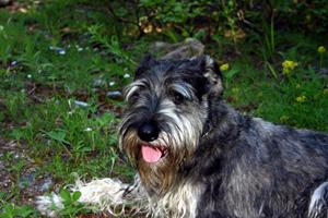 A dog image from https://images.dog.ceo/breeds/schnauzer/n02097209_283.jpg