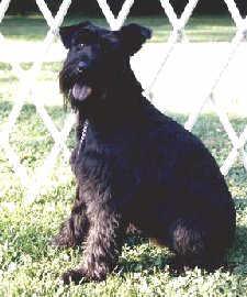 A dog image from https://images.dog.ceo/breeds/schnauzer/n02097209_2845.jpg