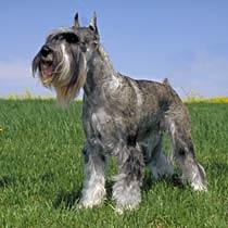 A dog image from https://images.dog.ceo/breeds/schnauzer/n02097209_2867.jpg