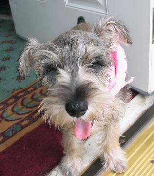 A dog image from https://images.dog.ceo/breeds/schnauzer/n02097209_2924.jpg