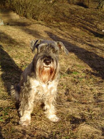 A dog image from https://images.dog.ceo/breeds/schnauzer/n02097209_2956.jpg