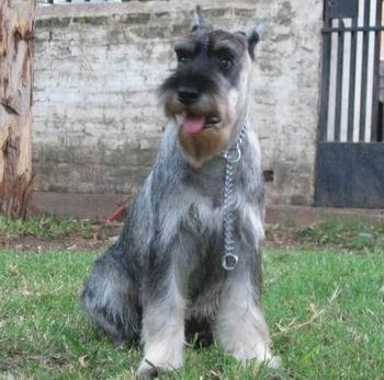 A dog image from https://images.dog.ceo/breeds/schnauzer/n02097209_2992.jpg