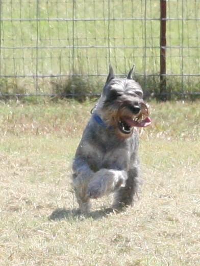 A dog image from https://images.dog.ceo/breeds/schnauzer/n02097209_2998.jpg