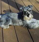 A dog image from https://images.dog.ceo/breeds/schnauzer/n02097209_3202.jpg