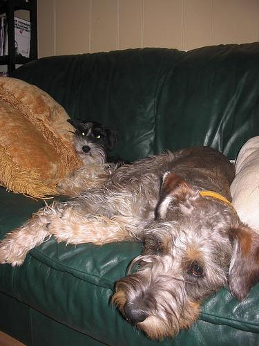 A dog image from https://images.dog.ceo/breeds/schnauzer/n02097209_3281.jpg