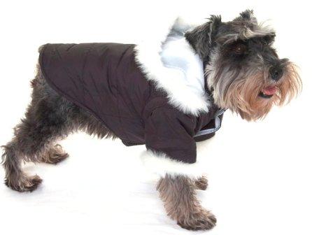 A dog image from https://images.dog.ceo/breeds/schnauzer/n02097209_3383.jpg