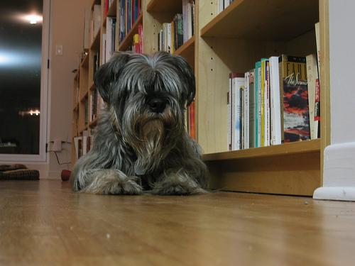 A dog image from https://images.dog.ceo/breeds/schnauzer/n02097209_3401.jpg