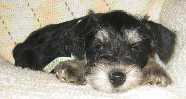 A dog image from https://images.dog.ceo/breeds/schnauzer/n02097209_3423.jpg