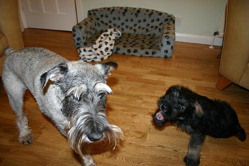 A dog image from https://images.dog.ceo/breeds/schnauzer/n02097209_3447.jpg