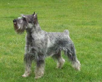 A dog image from https://images.dog.ceo/breeds/schnauzer/n02097209_3543.jpg