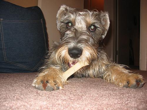 A dog image from https://images.dog.ceo/breeds/schnauzer/n02097209_3630.jpg