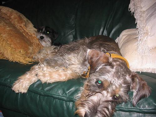 A dog image from https://images.dog.ceo/breeds/schnauzer/n02097209_3665.jpg