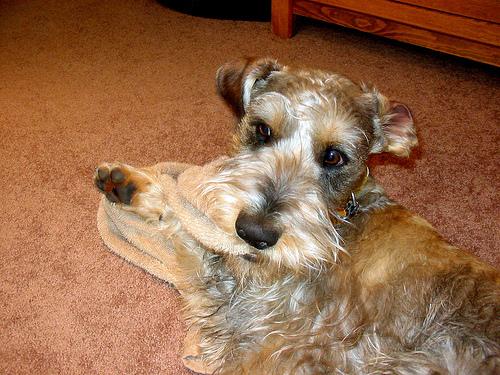 A dog image from https://images.dog.ceo/breeds/schnauzer/n02097209_3671.jpg