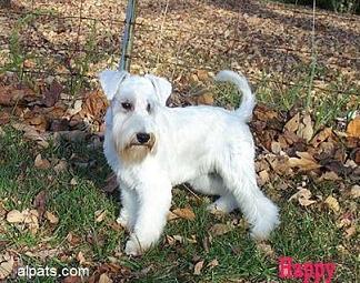 A dog image from https://images.dog.ceo/breeds/schnauzer/n02097209_3811.jpg