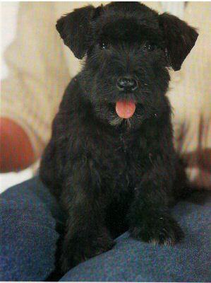 A dog image from https://images.dog.ceo/breeds/schnauzer/n02097209_3823.jpg