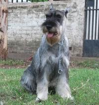 A dog image from https://images.dog.ceo/breeds/schnauzer/n02097209_3831.jpg