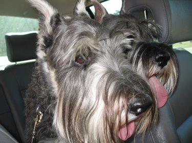 A dog image from https://images.dog.ceo/breeds/schnauzer/n02097209_384.jpg