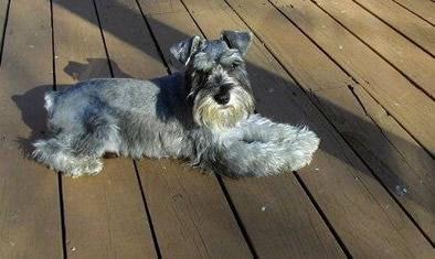 A dog image from https://images.dog.ceo/breeds/schnauzer/n02097209_3874.jpg