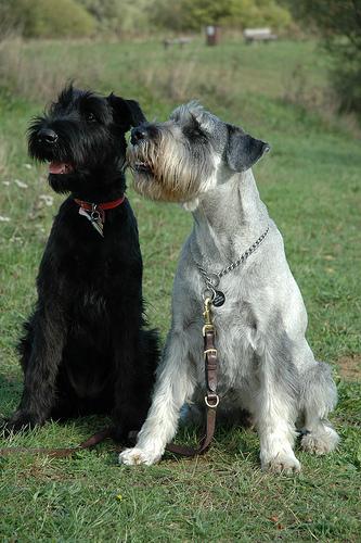 A dog image from https://images.dog.ceo/breeds/schnauzer/n02097209_388.jpg