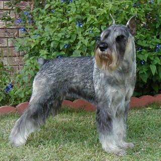 A dog image from https://images.dog.ceo/breeds/schnauzer/n02097209_3880.jpg