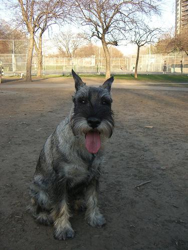 A dog image from https://images.dog.ceo/breeds/schnauzer/n02097209_3911.jpg