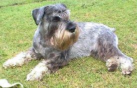 A dog image from https://images.dog.ceo/breeds/schnauzer/n02097209_3928.jpg