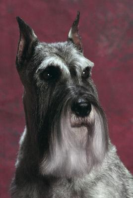 A dog image from https://images.dog.ceo/breeds/schnauzer/n02097209_3936.jpg