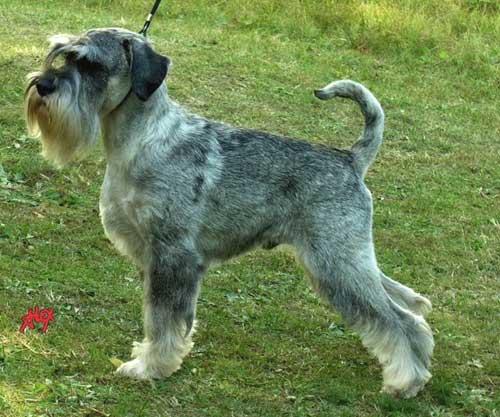 A dog image from https://images.dog.ceo/breeds/schnauzer/n02097209_3997.jpg