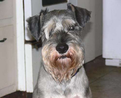 A dog image from https://images.dog.ceo/breeds/schnauzer/n02097209_4024.jpg