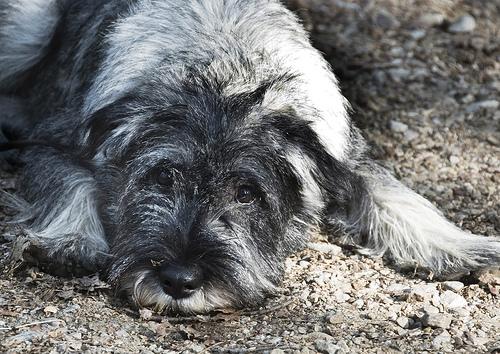 A dog image from https://images.dog.ceo/breeds/schnauzer/n02097209_4148.jpg