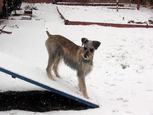 A dog image from https://images.dog.ceo/breeds/schnauzer/n02097209_4177.jpg