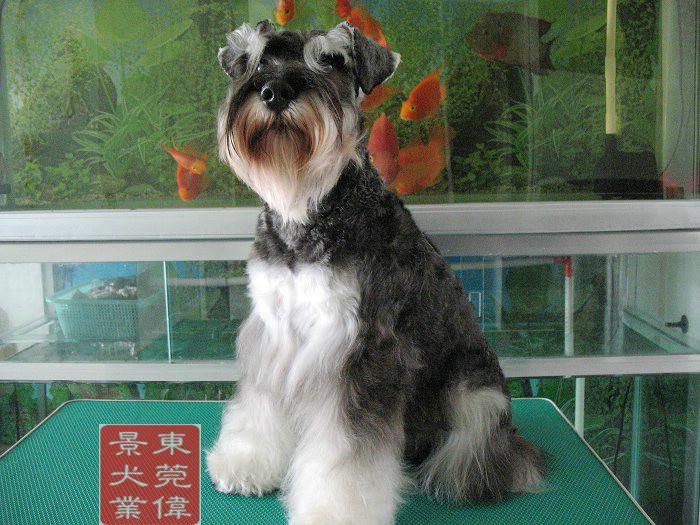 A dog image from https://images.dog.ceo/breeds/schnauzer/n02097209_4178.jpg