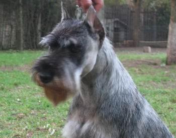 A dog image from https://images.dog.ceo/breeds/schnauzer/n02097209_4183.jpg