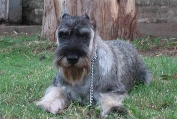 A dog image from https://images.dog.ceo/breeds/schnauzer/n02097209_4206.jpg