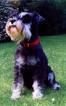 A dog image from https://images.dog.ceo/breeds/schnauzer/n02097209_445.jpg