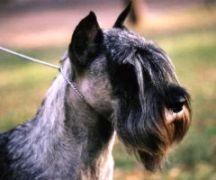 A dog image from https://images.dog.ceo/breeds/schnauzer/n02097209_4508.jpg