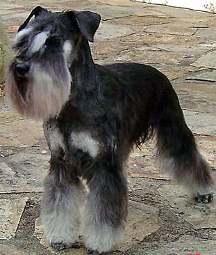 A dog image from https://images.dog.ceo/breeds/schnauzer/n02097209_46.jpg