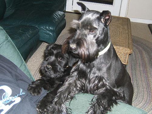 A dog image from https://images.dog.ceo/breeds/schnauzer/n02097209_469.jpg