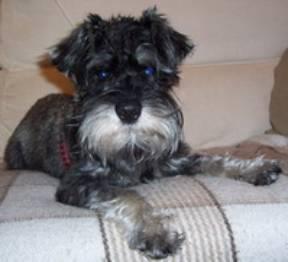 A dog image from https://images.dog.ceo/breeds/schnauzer/n02097209_4712.jpg