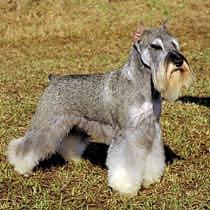 A dog image from https://images.dog.ceo/breeds/schnauzer/n02097209_479.jpg