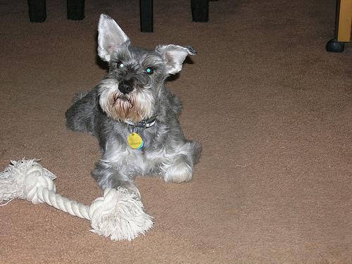 A dog image from https://images.dog.ceo/breeds/schnauzer/n02097209_49.jpg