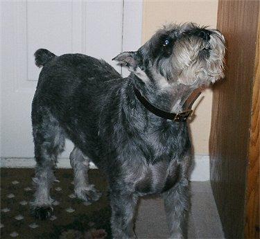 A dog image from https://images.dog.ceo/breeds/schnauzer/n02097209_541.jpg